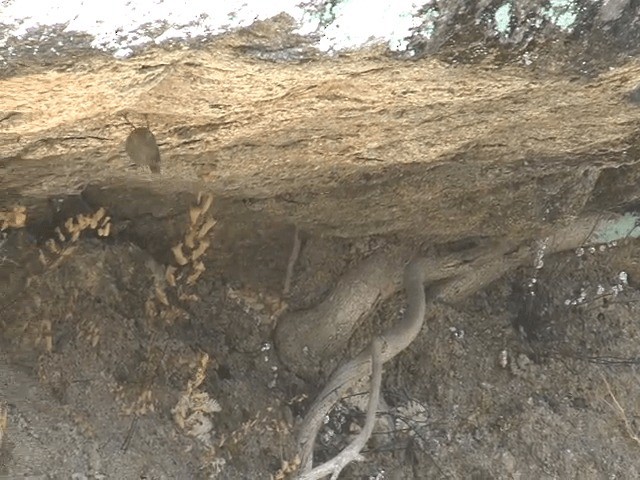  - Sulphur-bellied Warbler
