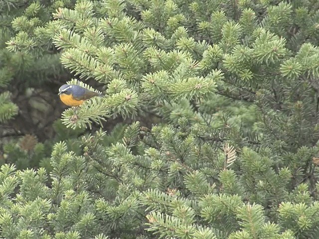  - White-browed Bush-Robin