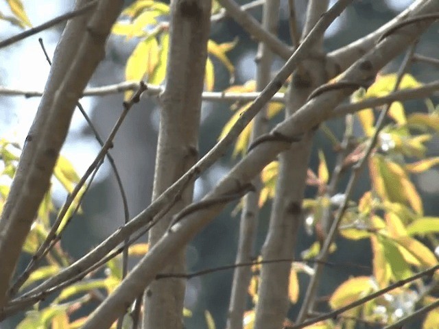 Green Shrike-Babbler (Black-crowned) - ML201573871