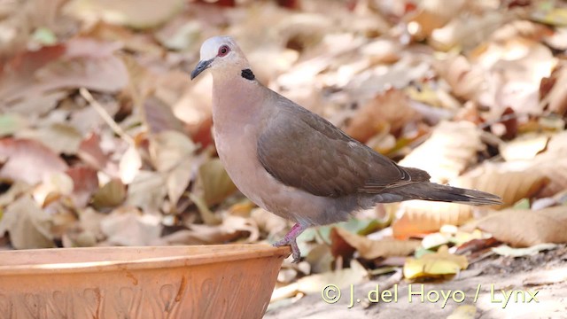 Red-eyed Dove - ML201573921