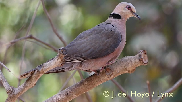 Red-eyed Dove - ML201573951