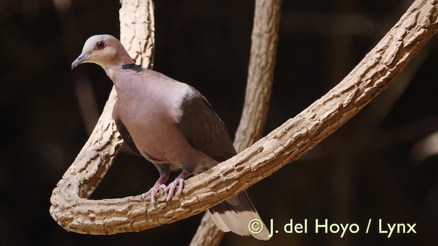 Red-eyed Dove - ML201573961