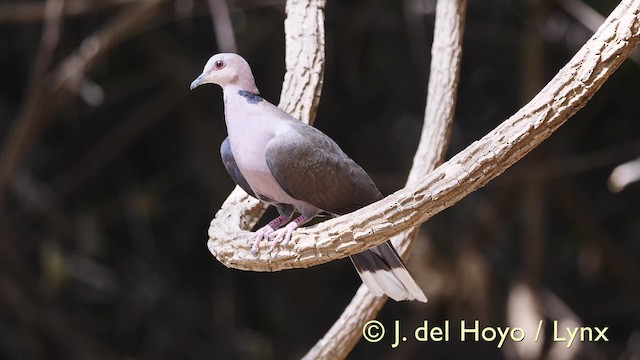 - Red-eyed Dove