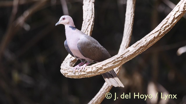 Red-eyed Dove - ML201573971