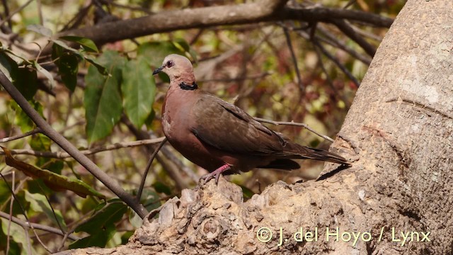 Red-eyed Dove - ML201574021