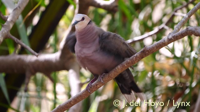 Red-eyed Dove - ML201574031
