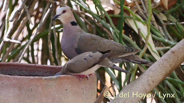 Red-eyed Dove - ML201574041