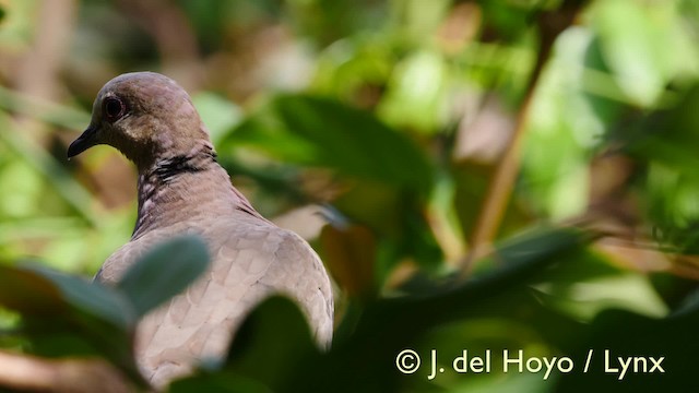 Red-eyed Dove - ML201574051