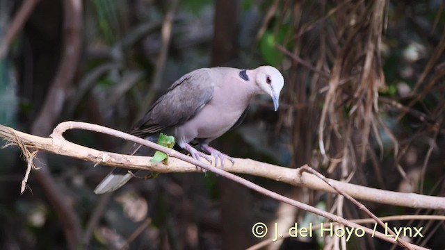 Red-eyed Dove - ML201574061