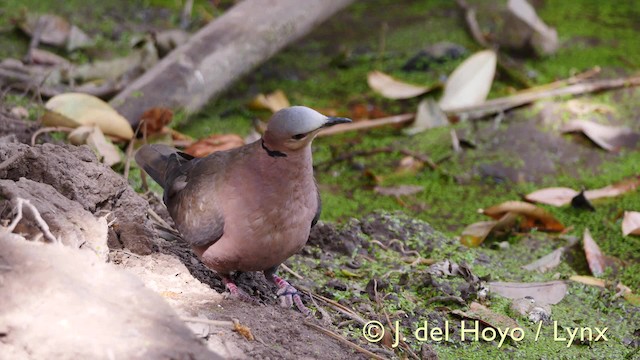 Red-eyed Dove - ML201574071