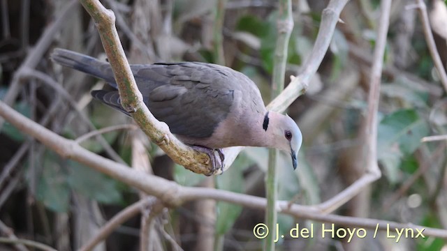 Red-eyed Dove - ML201574081