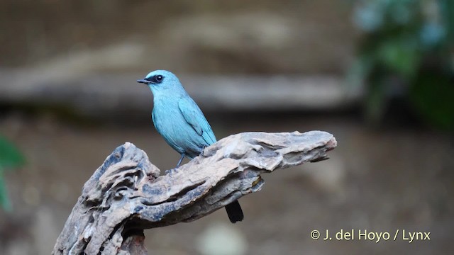  - Verditer Flycatcher