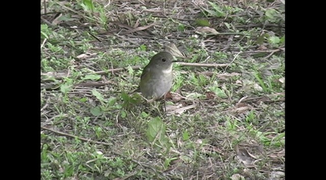 Red-flanked Bluetail - ML201574851