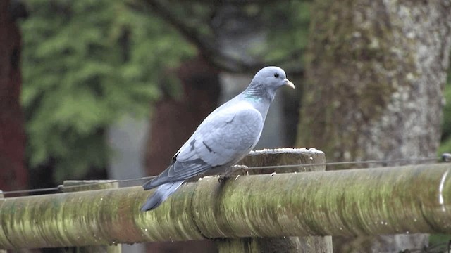 Pigeon colombin - ML201575031