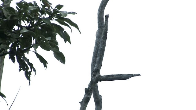 Sulu Pygmy Woodpecker - ML201575051