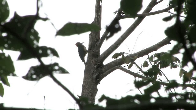 White-bellied Woodpecker - ML201575061