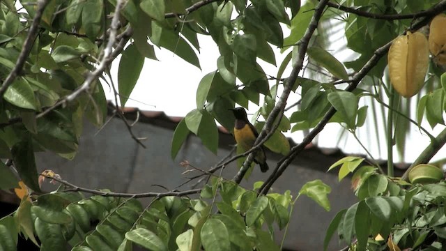 Purple-throated Sunbird (Orange-lined) - ML201575101