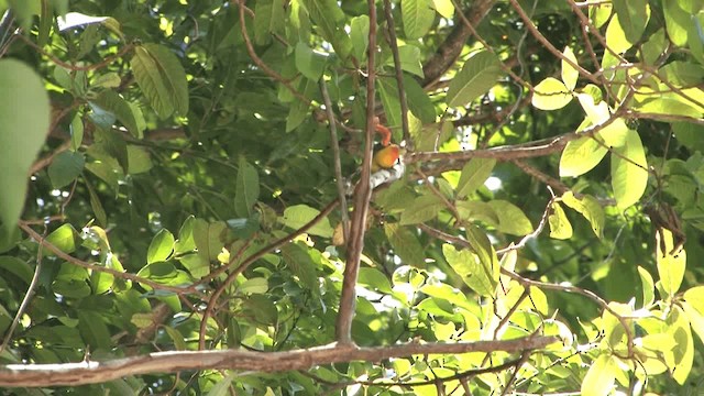 Orange-bellied Flowerpecker - ML201575131