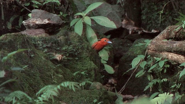 Рыжая райская мухоловка (cinnamomea/talautensis) - ML201575161