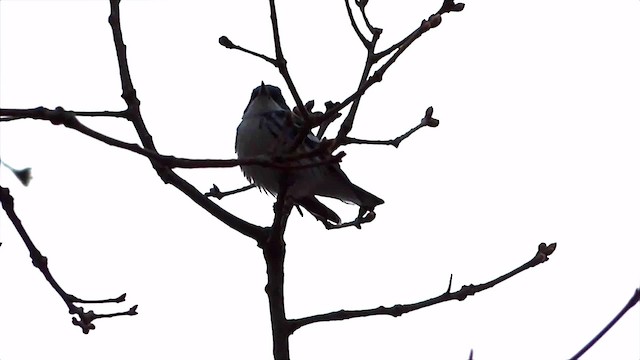 Cerulean Warbler - ML201575361