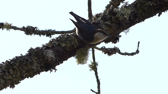 Brown-headed Nuthatch - ML201575391