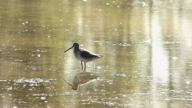 Long-billed Dowitcher - ML201575461