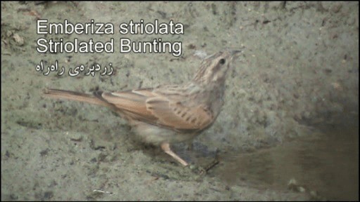 Striolated Bunting - ML201575491