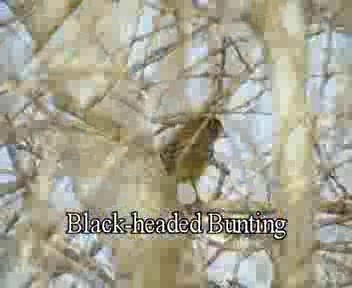Black-headed Bunting - ML201575621