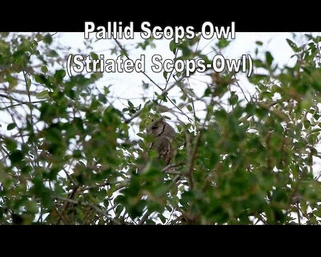 Pallid Scops-Owl - ML201575651