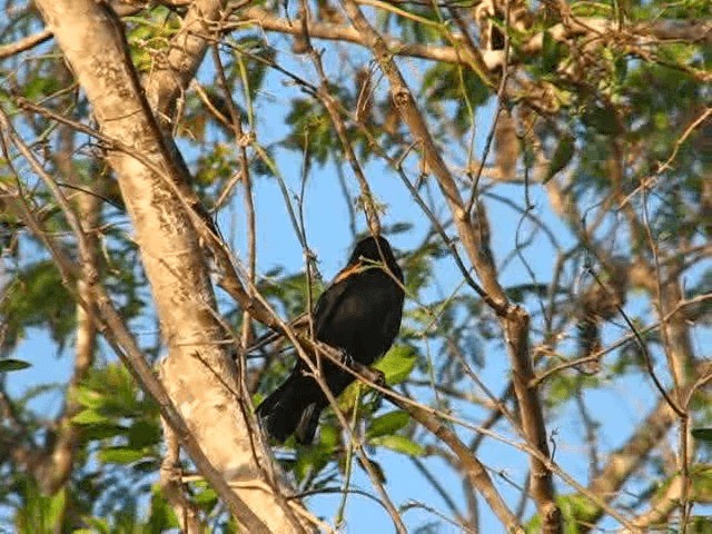 Red-shouldered Blackbird - ML201575731