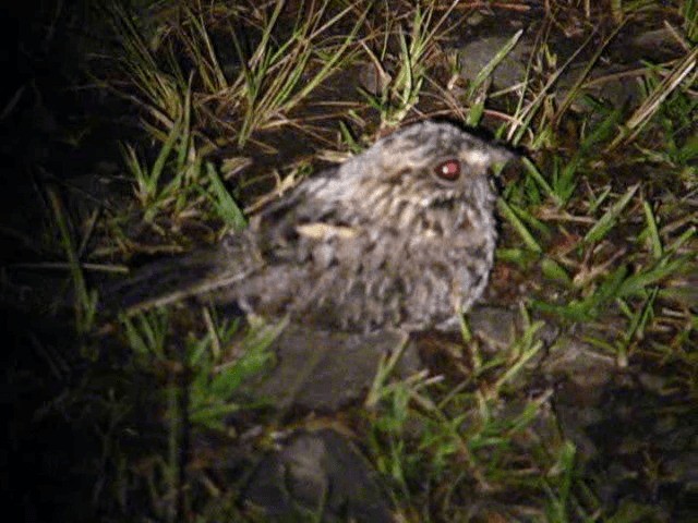  - Sickle-winged Nightjar
