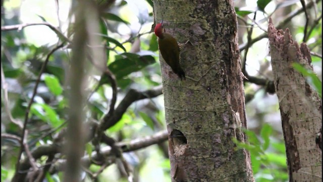 Stripe-cheeked Woodpecker - ML201575881
