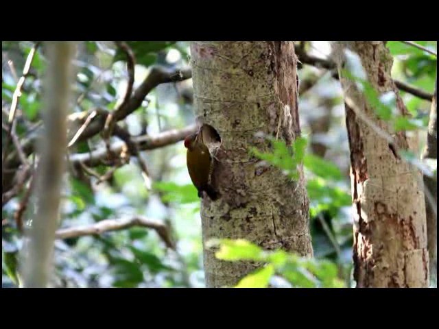 Stripe-cheeked Woodpecker - ML201575941