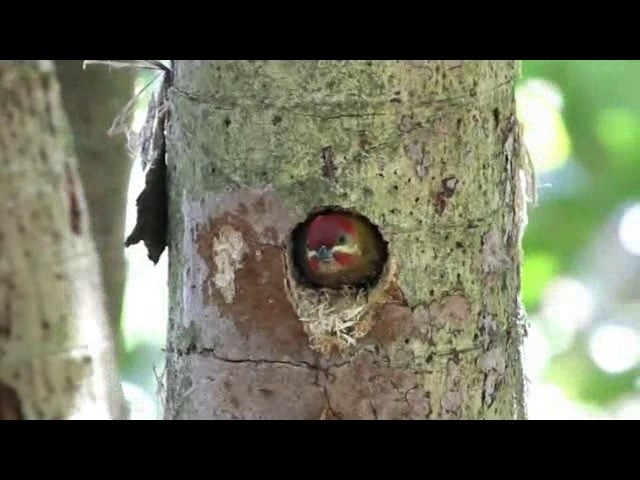 Stripe-cheeked Woodpecker - ML201575951