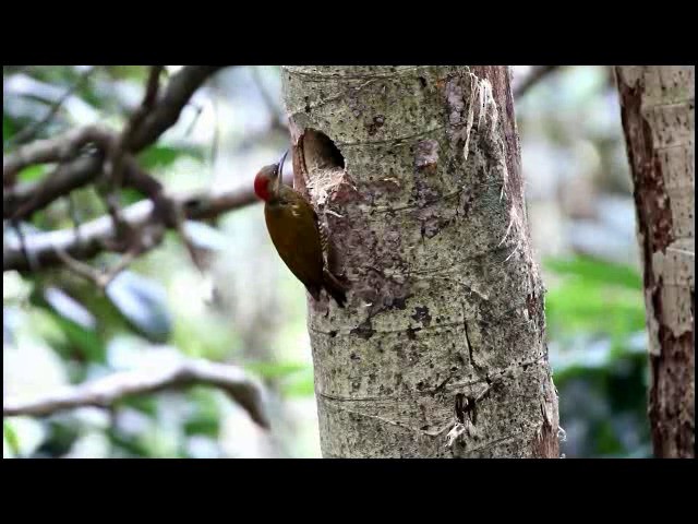 Stripe-cheeked Woodpecker - ML201575961