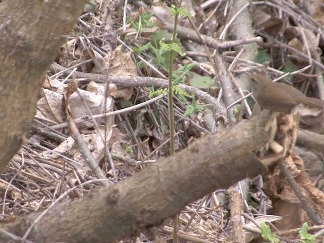 Brownish-flanked Bush Warbler (Brownish-flanked) - ML201576321