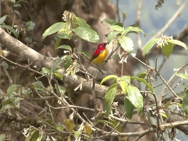 Mrs. Gould's Sunbird (Yellow-breasted) - ML201576451