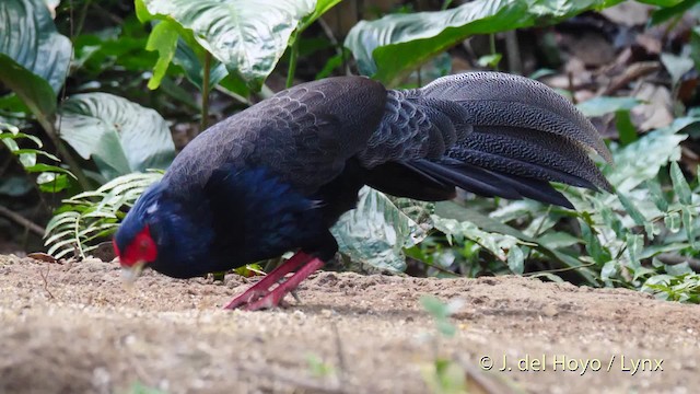  - Kalij Pheasant