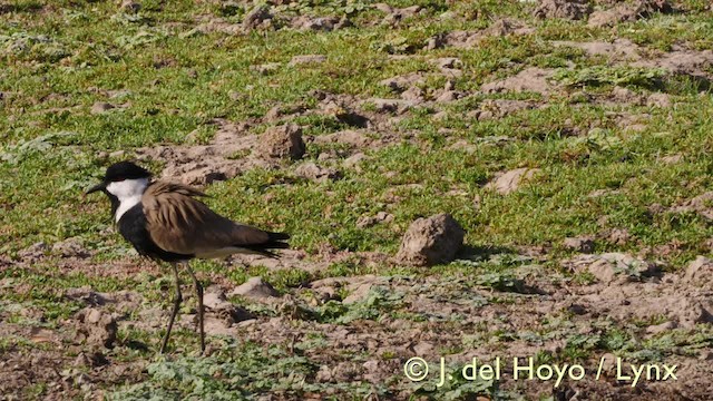 Spur-winged Lapwing - ML201576581