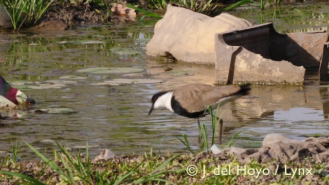 Spur-winged Lapwing - ML201576591
