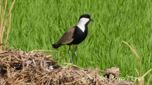 Spur-winged Lapwing - ML201576601
