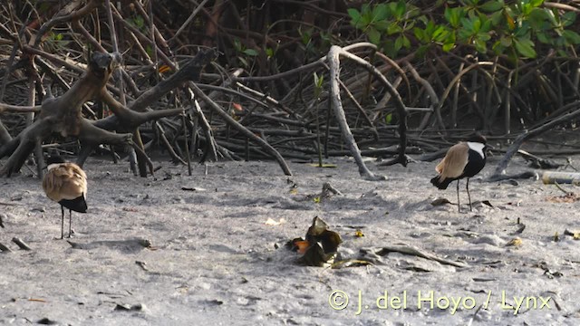 Spur-winged Lapwing - ML201576611