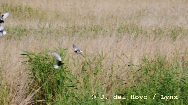 White-winged Tern - ML201576641