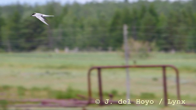 Common Tern (longipennis) - ML201576741