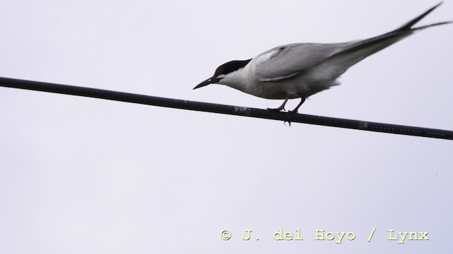 Common Tern (longipennis) - ML201576761