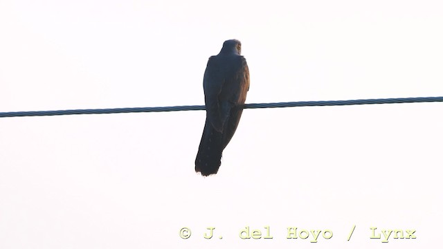 Common Cuckoo - ML201576781