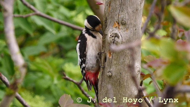 Syrian Woodpecker - ML201576821