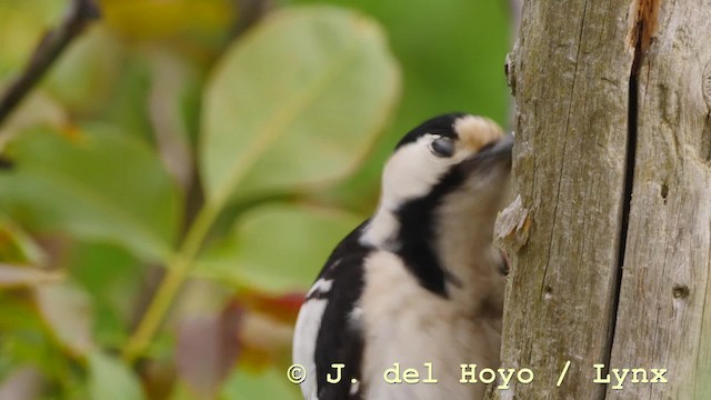 Syrian Woodpecker - ML201576831