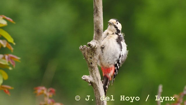 Syrian Woodpecker - ML201576841