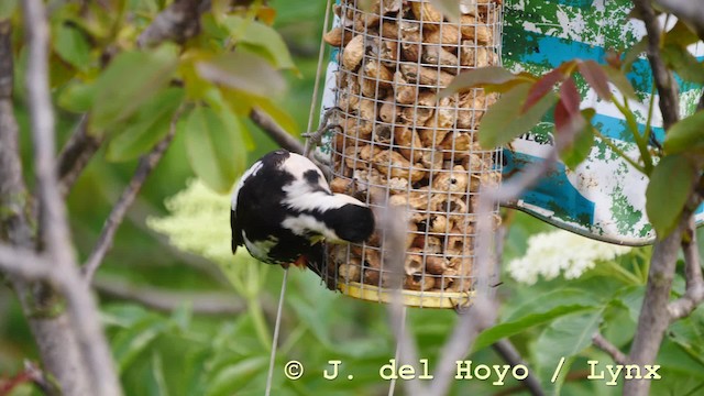 Syrian Woodpecker - ML201576851